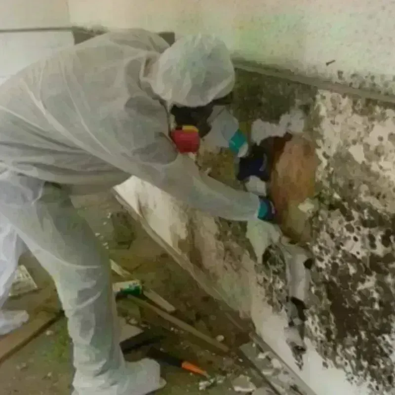 Mold Remediation and Removal in Ross, CA